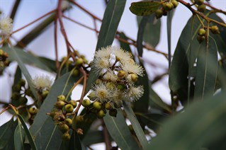 Herbig River Red Gum in Flower.