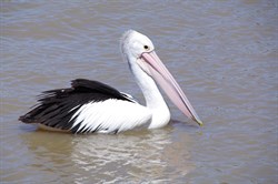 Pelicans were in great numbers at Lock 1