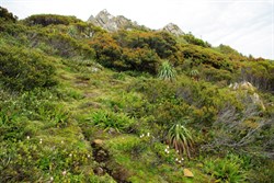 hardy alpine plants