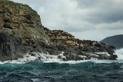 fur seals on the rocks