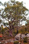 trees at Arthurs Lake