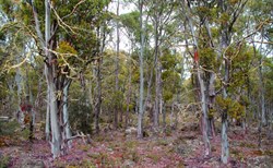 trees near Arthurs Lake