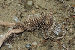 snake skin near Lake St Clair