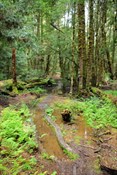 wet and muddy Overland track