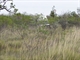 The Guppy pushing through the thick scrub