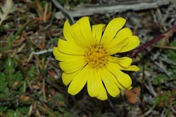 tiny yellow daisy