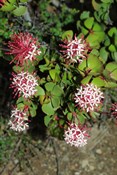 flowering shrub