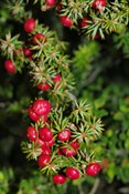 bright red berries on shrub