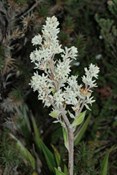 white flowering plant - very impressive