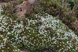 flowering ground cover plant