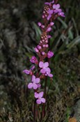 purple flowering plant