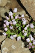 mauve flowers amongst the rocks