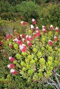 red flowering shrub