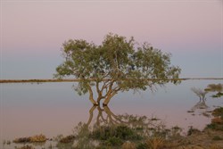 Sunrise on the Cooper Creek ferry site