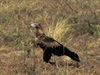Wedge Tailed Eagle along the way