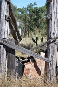 Old Stockyard loading ramp
