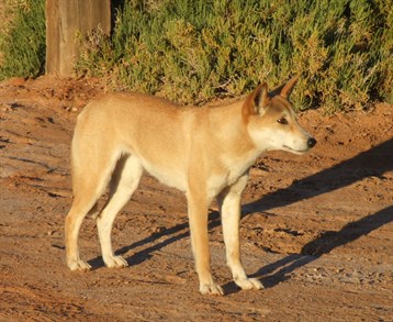 Dalhousie Dingo - 2007