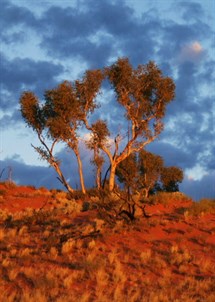 Desert Gum - Track to Helena Spring 2009