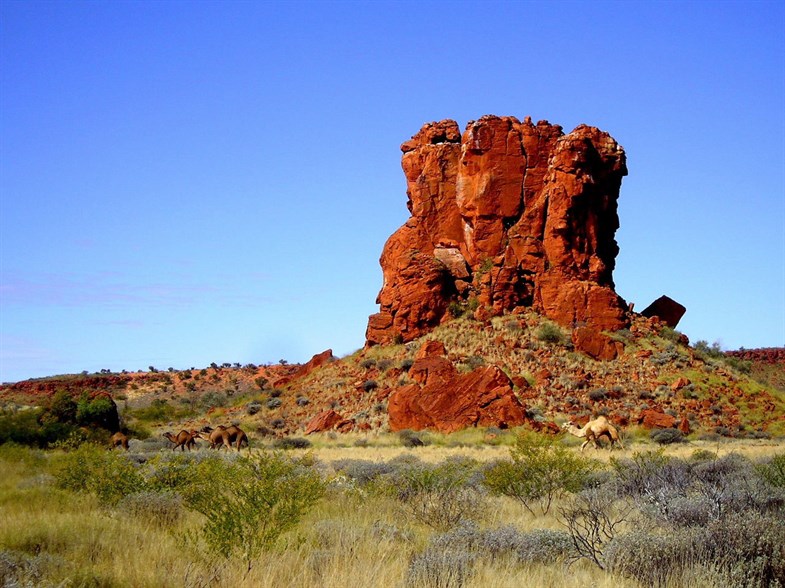 Camels at Hanging Rock - Rudall River 2008