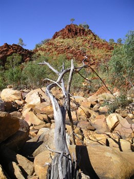 Desert Queen Baths Gorge - Rudall River 2007