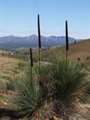 Hucks Lookout - The flinders 2007