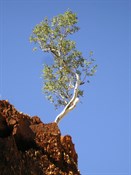Lone Tree - DQB Rudall River 2007