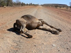 Road Kill - Gary Junction Road NT 2008