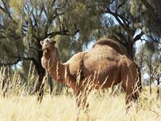 Yes, can I help you - The King of the Sandy Blight 2008