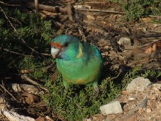 Ringneck - Gammon Ranges 2005