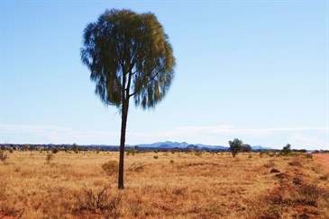 Ranges and Desert Oak - Gary Junction Road WA 2009
