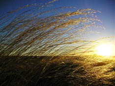 Spinifex - Little Sandy Desert 2006