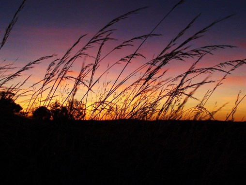 Spinifex sunset - Great Sandy Desert 2009