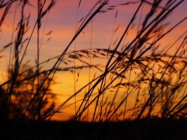 Spinifex sunset - CSR 2009