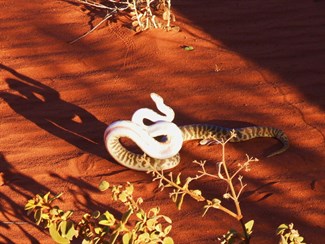I'm not happy...Jan! - Stimsons Python.  Durba Spring CSR 2008