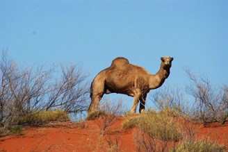 Lone Camel - Talawana Track east of Curara Soak 2009