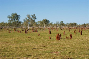 Termite Garden - Lake Gregory near Handover