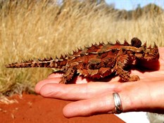 Fatboy the Thorney Devil - Great Central Road 2006