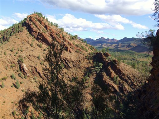 Acraman - Flinders Ranges SA 2007