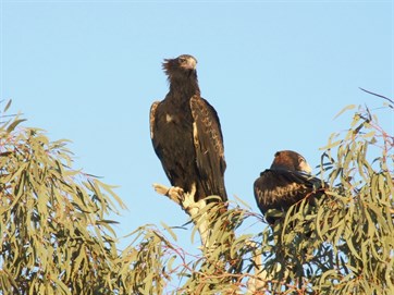 Black Breasted Buzzard - Birdsville Track 2008