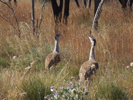 Bustards - David Carnegie Road 2007