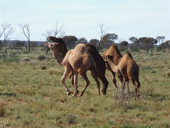 Camels - Mount Davies Raod 2007