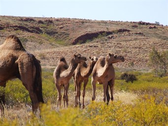 Camels - Rudall River 2006