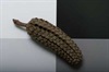 Seed cone of the desert oak.