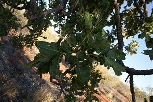 Clustered foliage of the Desert Walnut