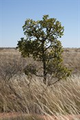 Desert Walnut (Owena Reticulata)