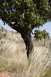 Desert Walnut (Owenia Reticulata)