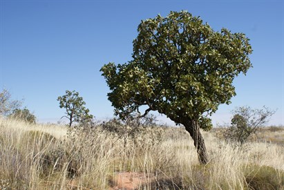 Desert Walnut (Owenia Reticulata)