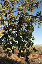 Limbs and foliage of the Desert Walnut