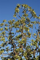 Torturous limbs of the Desert Walnut