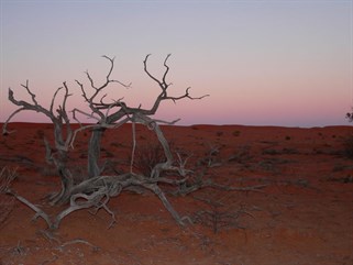 Desert Sculpture